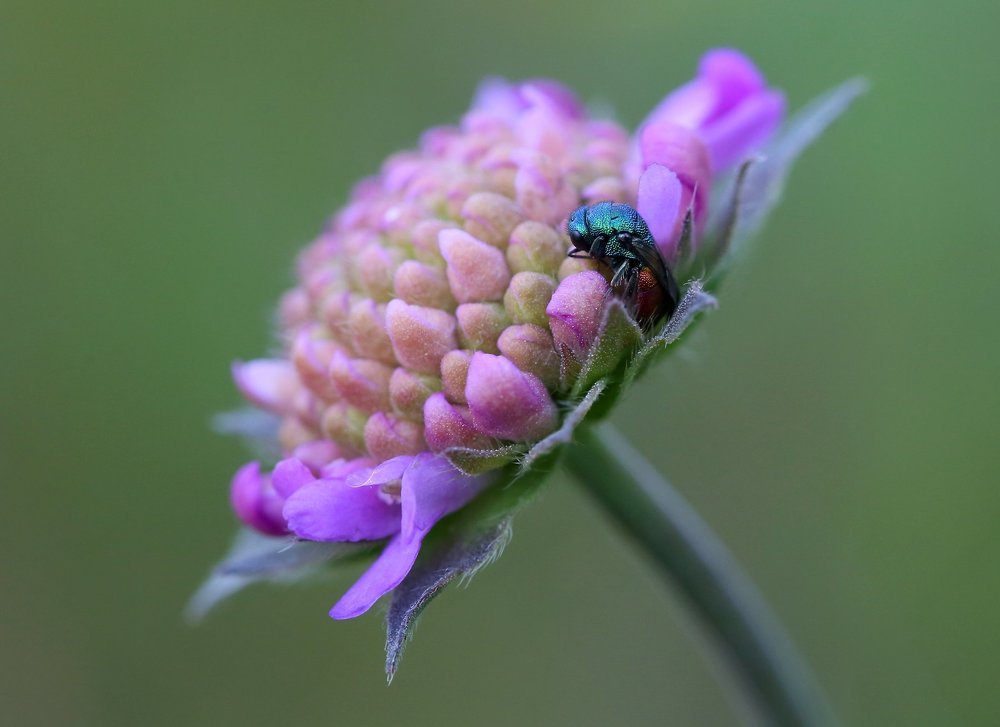 flower and bug