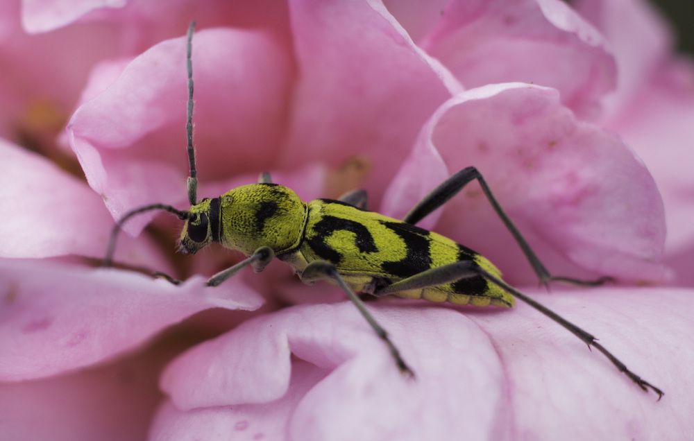 Кто живет в чайной розе