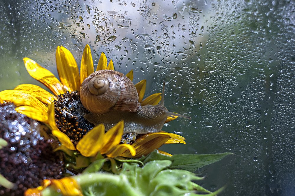 В гостях у подсолнуха.