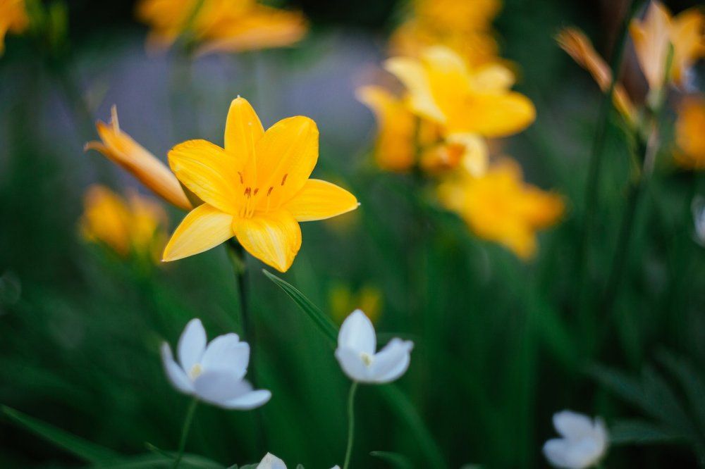 Photograph by Андрей Лекомцев