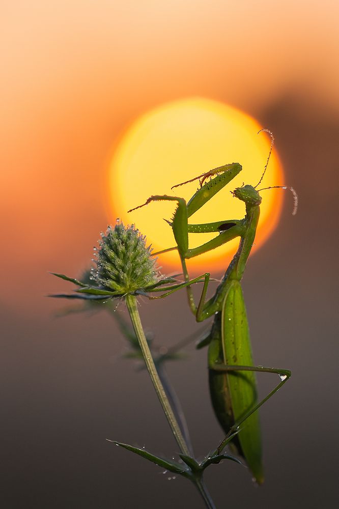 Утро богомола.