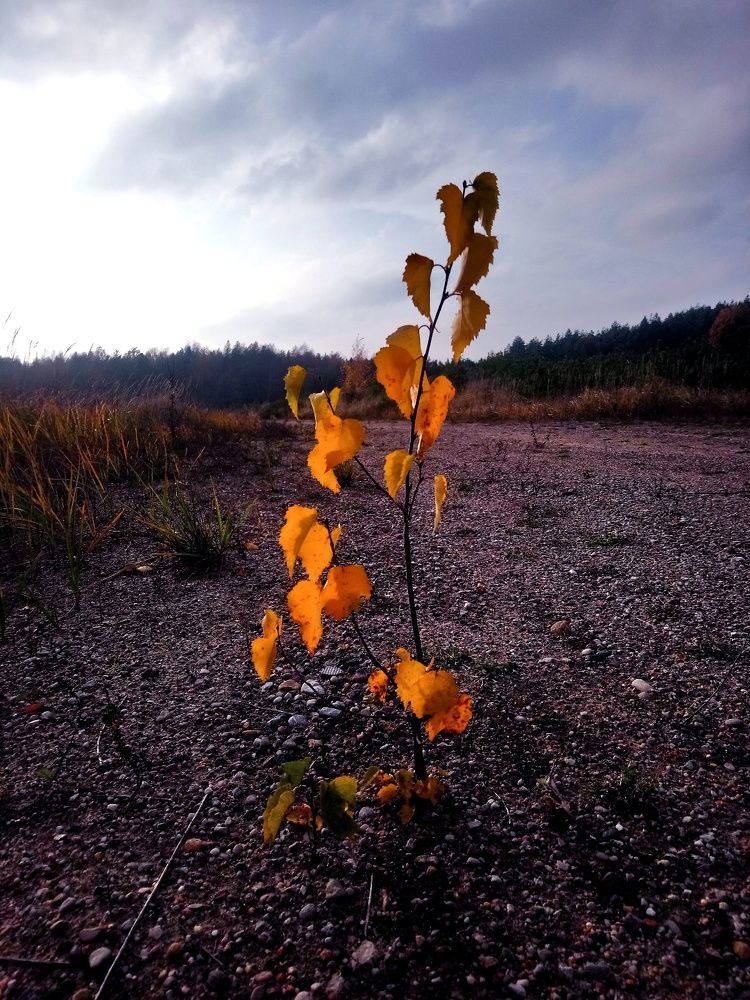 Золотая осень