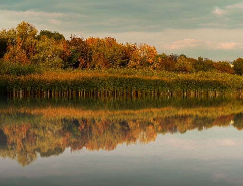 Деревья в бронзовом загаре