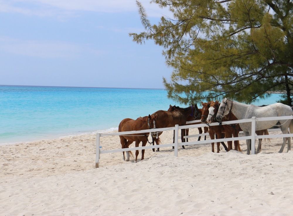 Конная прогулка.