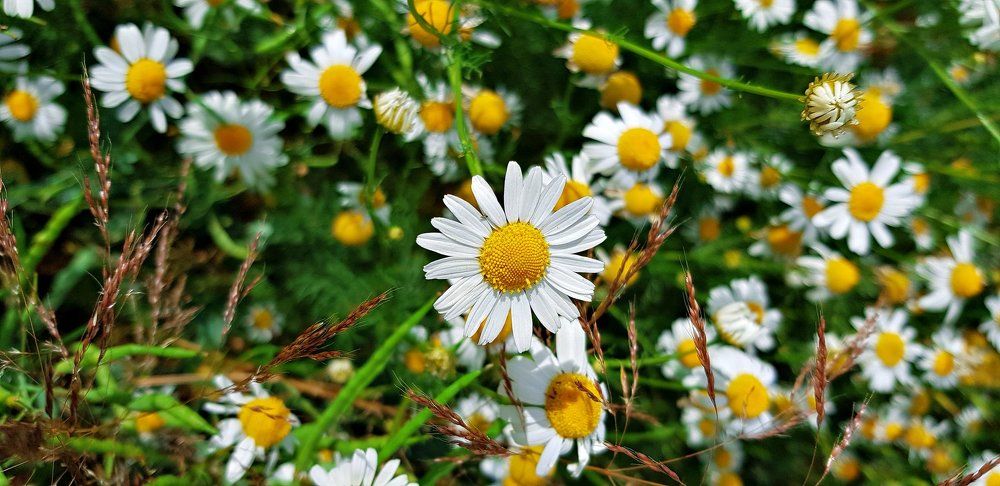 camomile field