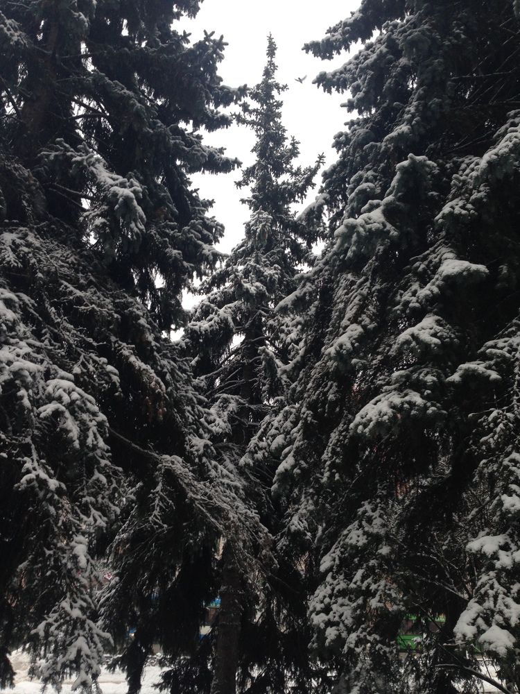 Городские ели