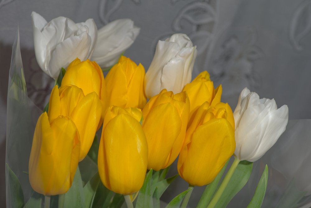 Это солнечный тюльпан