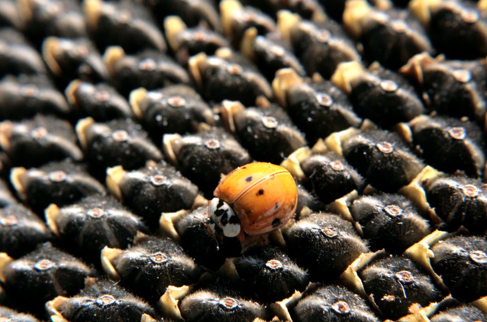 Insect sun, on sunflower seeds