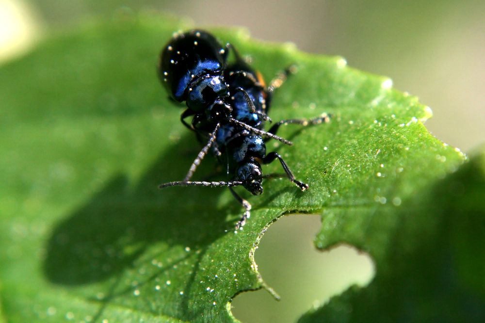 Love games are blue beetles