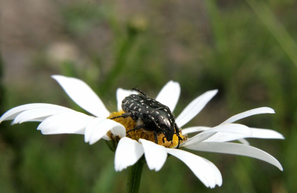 Black beetle with white dots