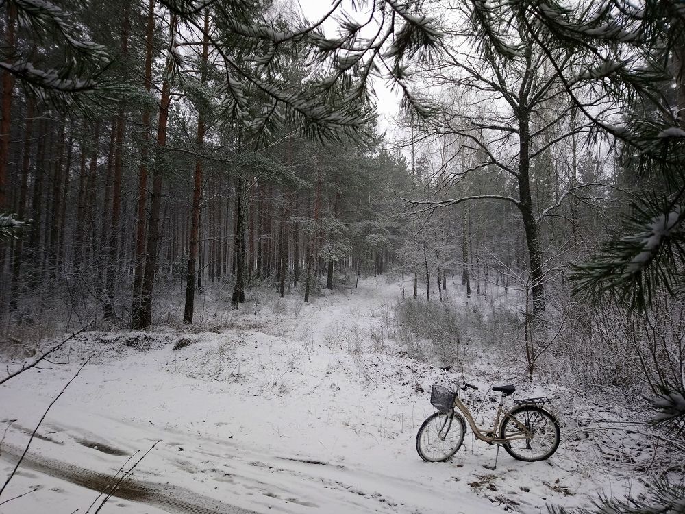 Снежный лес