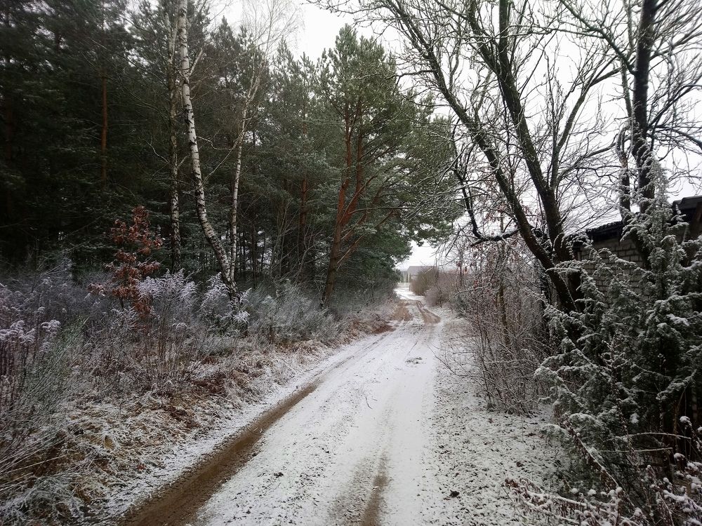 Новогодние сосны