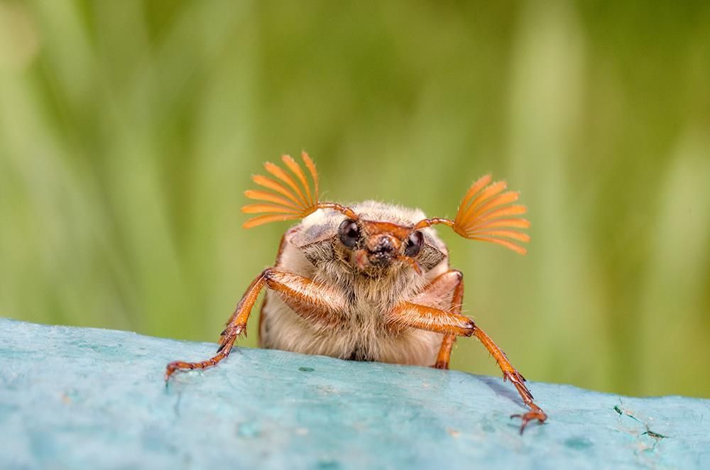 Не ж-ж-ждали?