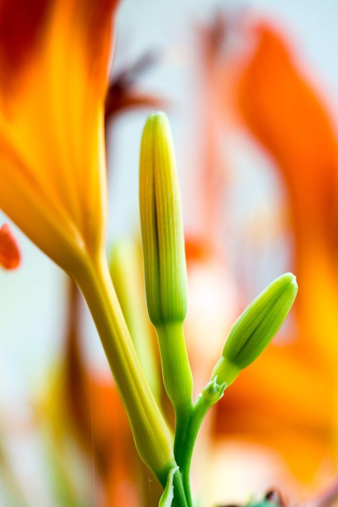 Фотография автора Яна Романова