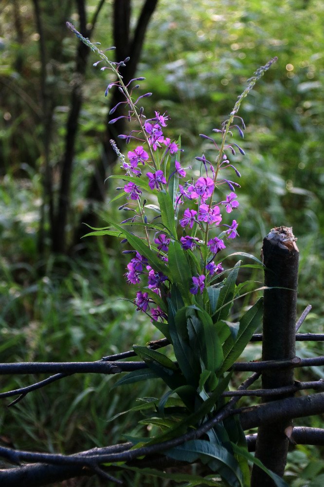 Photograph by Анастасия