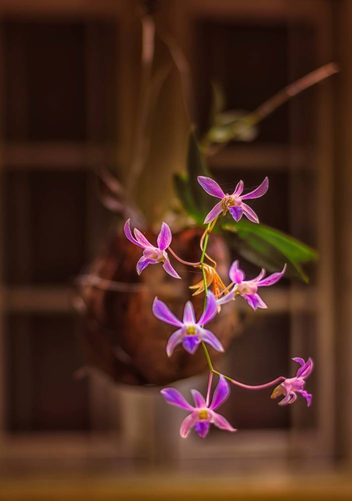 The Orchids in the Window