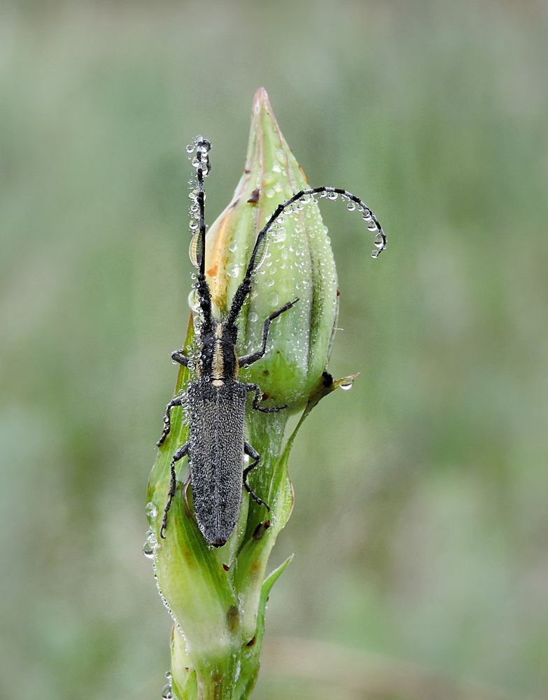 Туман осел и жук сидел