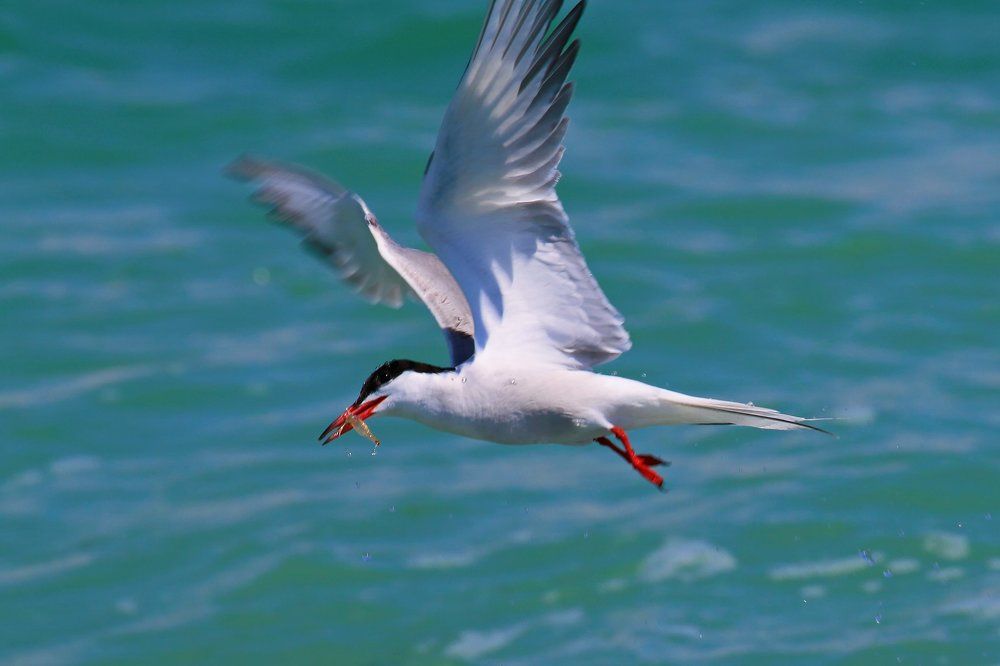 Речная крачка