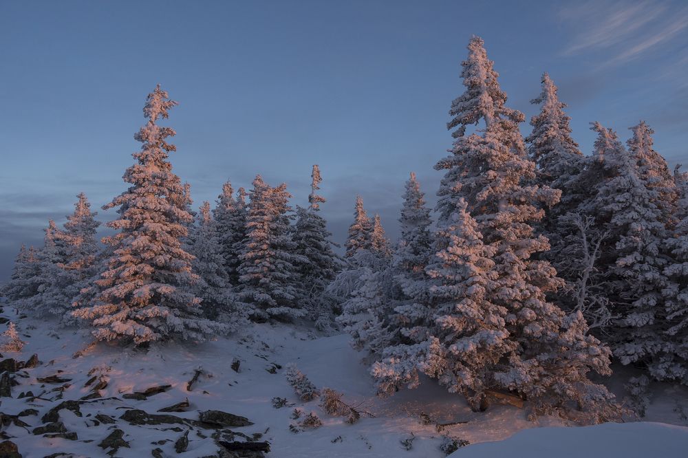 Сказочный лес