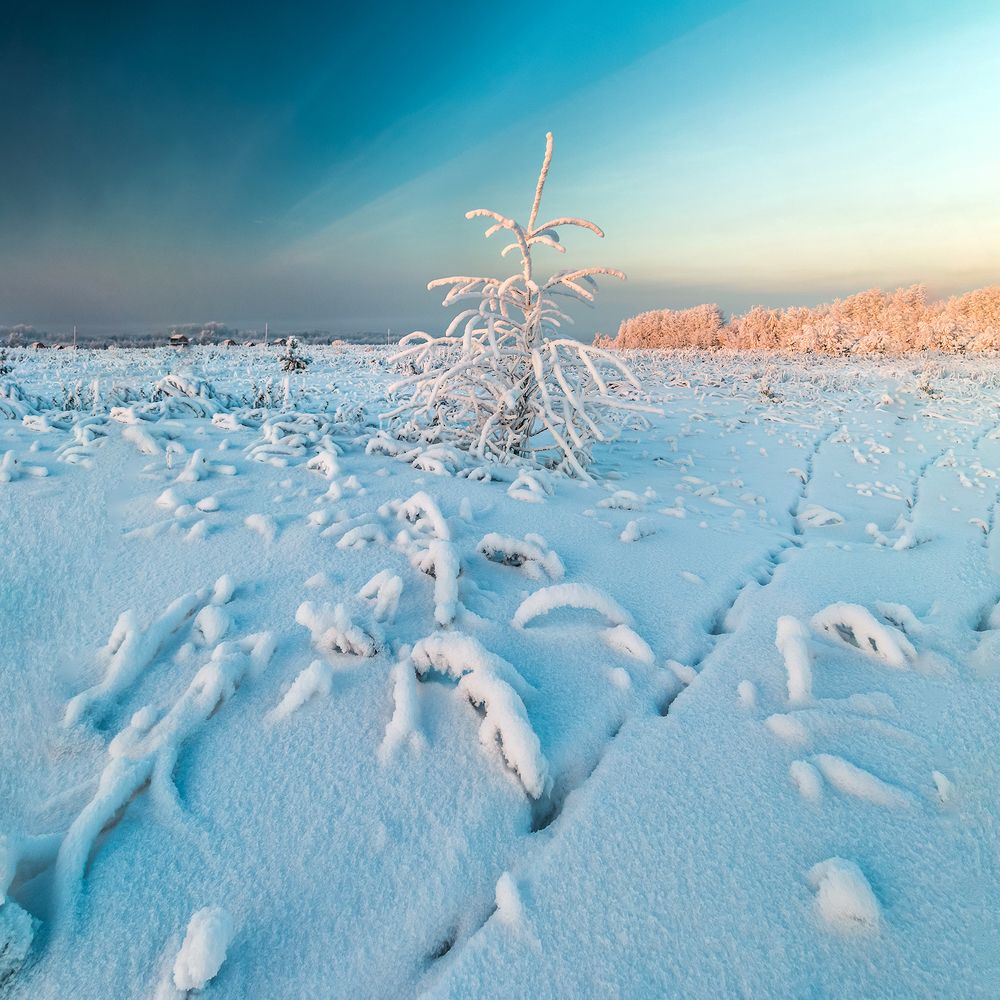 Одинокая ёлочка.