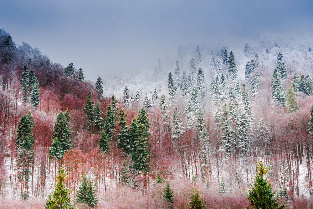 Colors lost in fog...