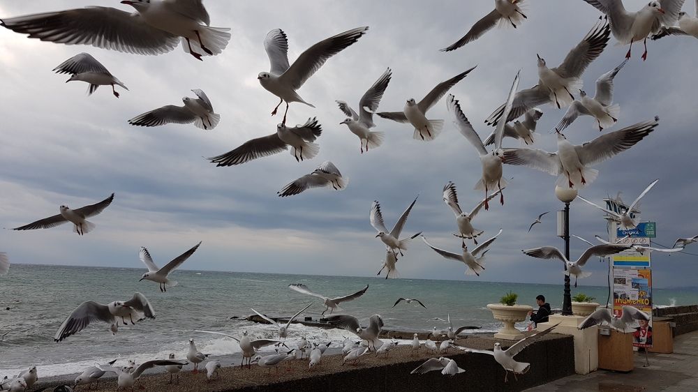 Чайки на пляже "Чайка". Адлер