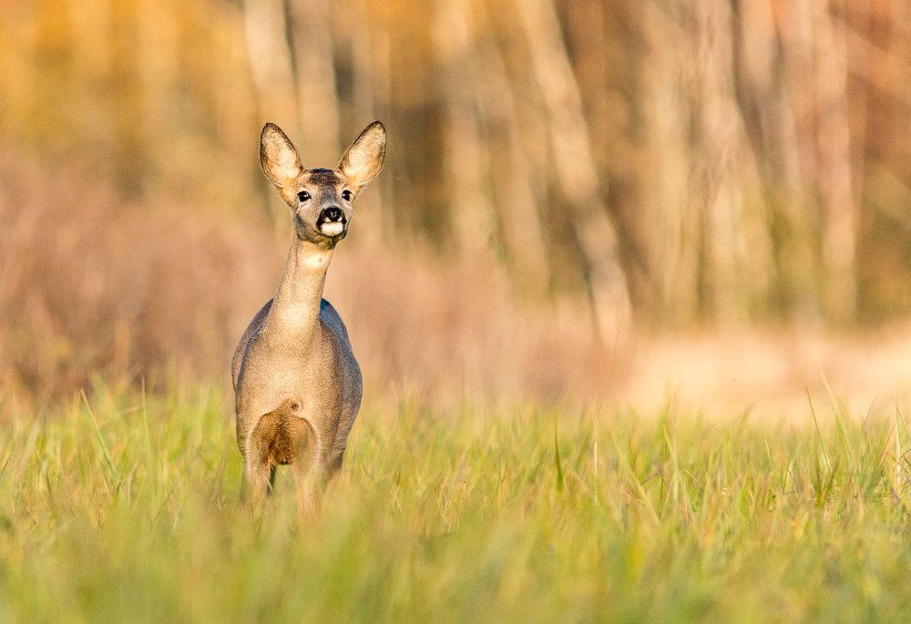 Любопытство
