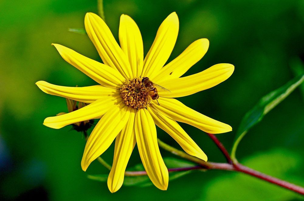 Тринадцать.