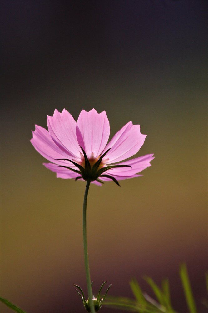 Garden Flower: Cosmos