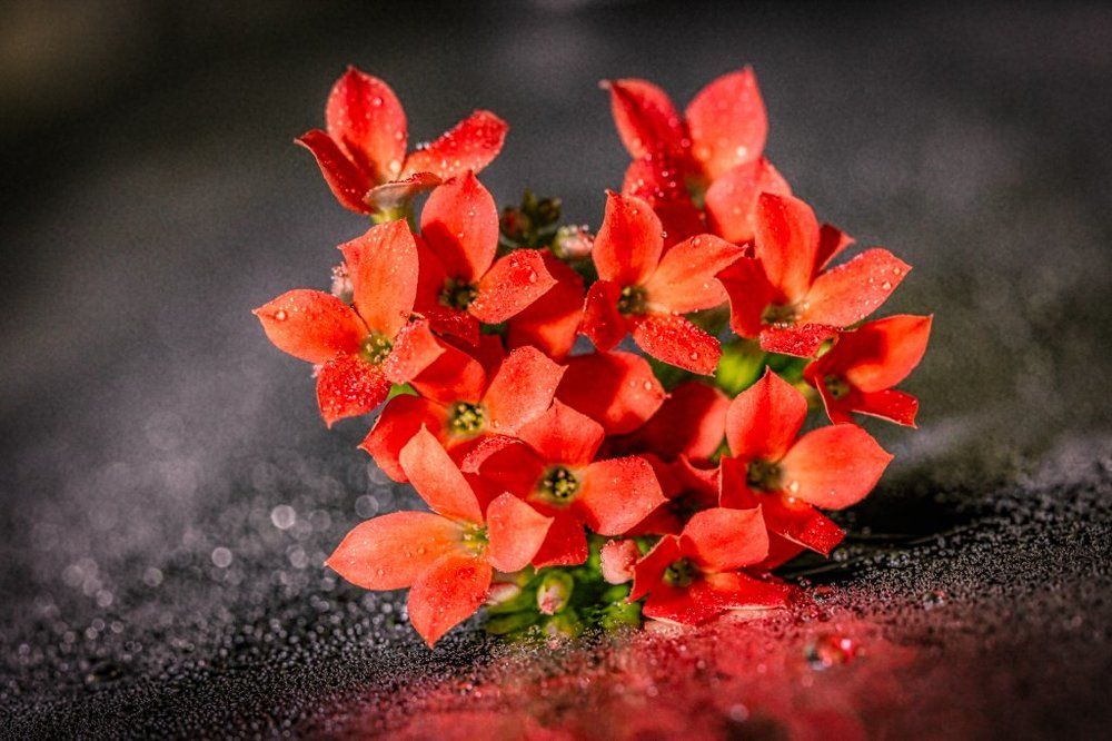 Красное и Черное