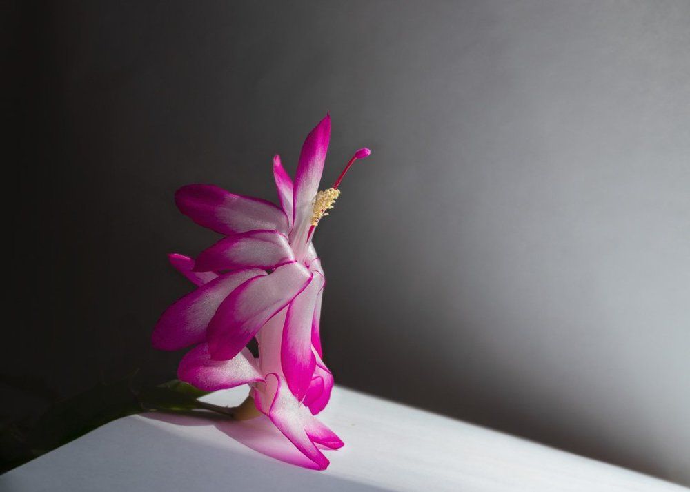 Королева в размышлениях о Свете и Тьме. The Queen thought about Light and Darkness.