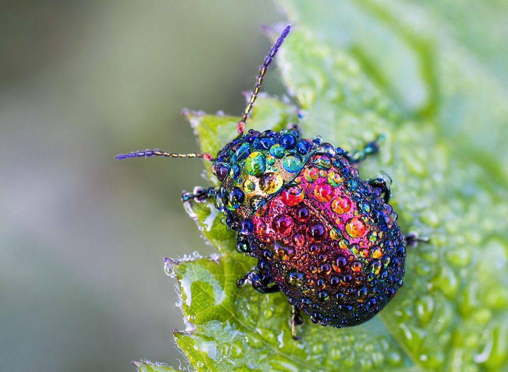 Франт в капельках