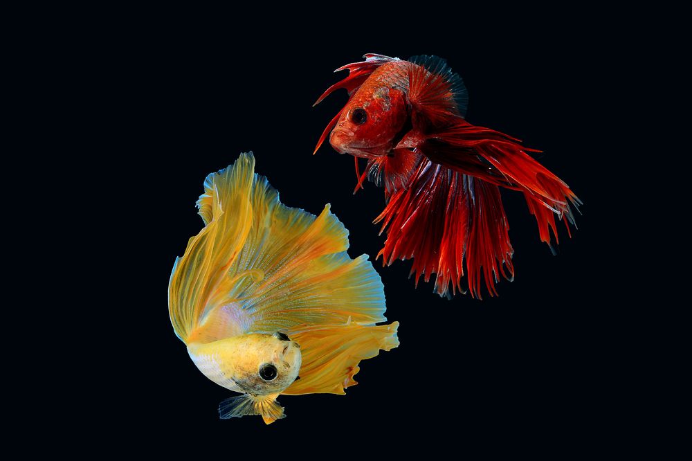 Betta fish