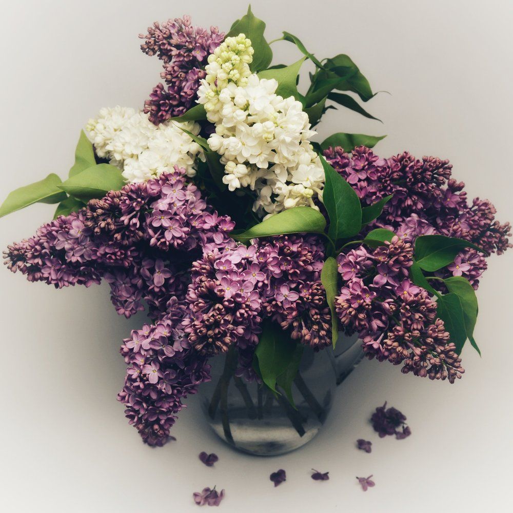 Lilac flowers