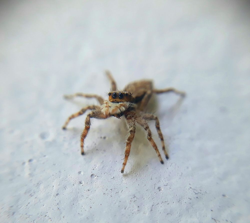 MiniMacroLens MobilePhoto