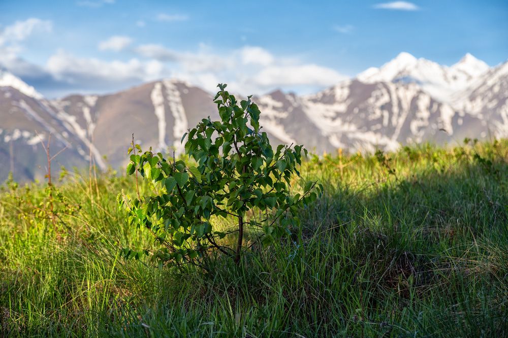 чем выше в горы, тем меньше рост...