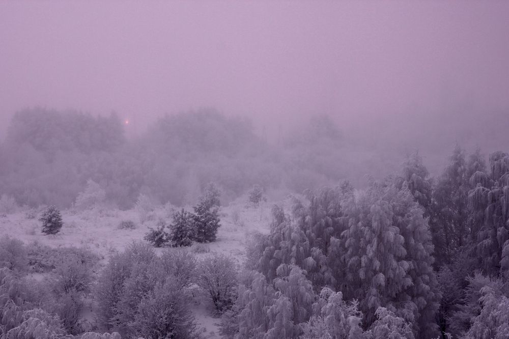 в розовом тумане