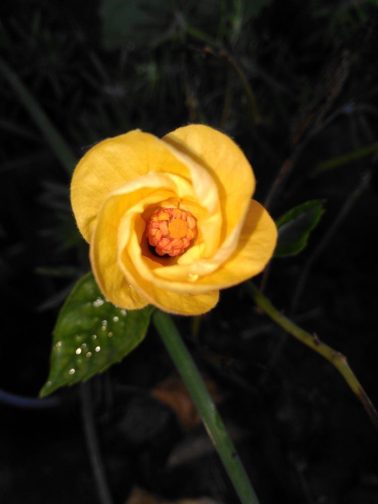 A hibiscus flower!!