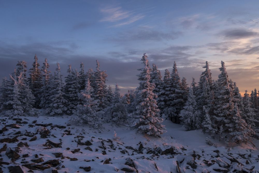 Волшебный лес