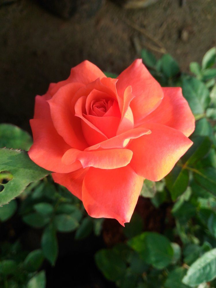 A Rose Flower!!