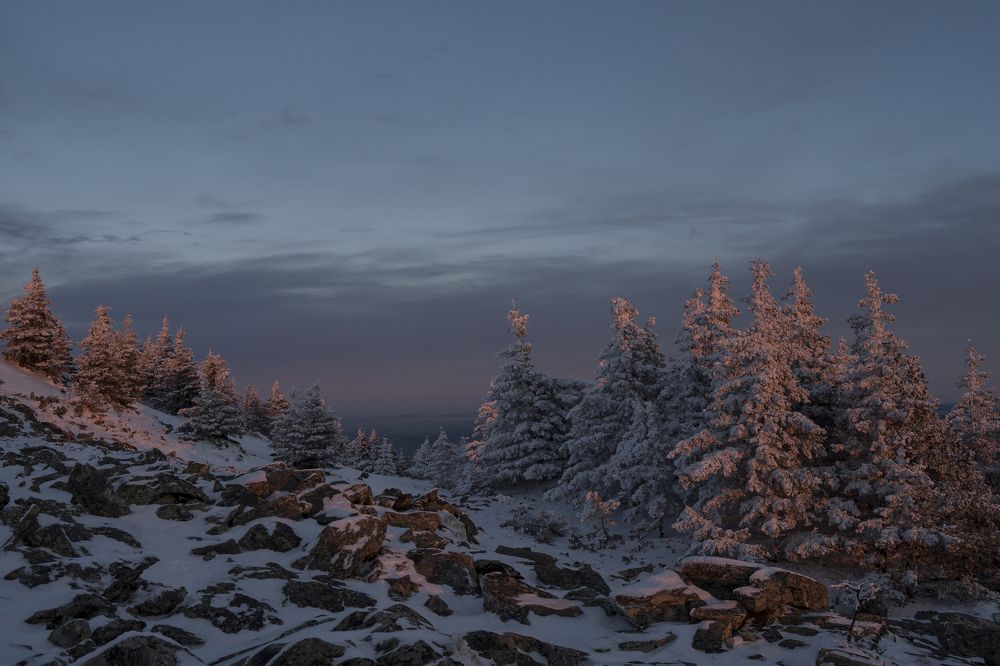 Розовые ели