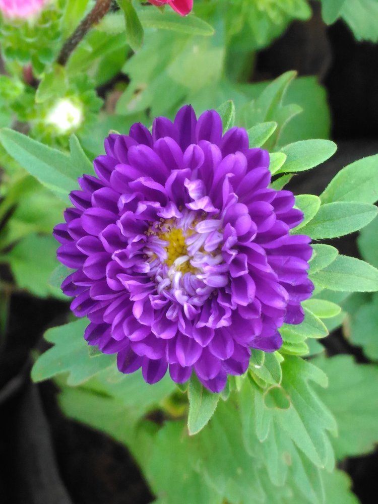 A Delia flower!!