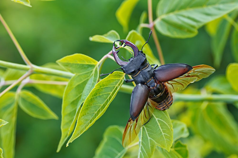 Сила и мощь