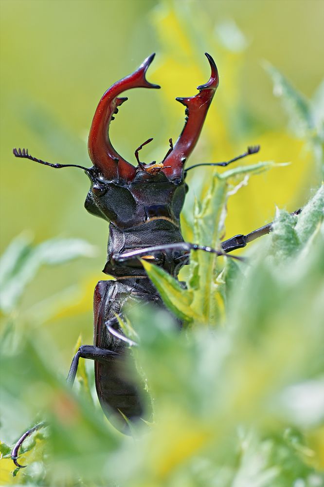 Сила и мощь