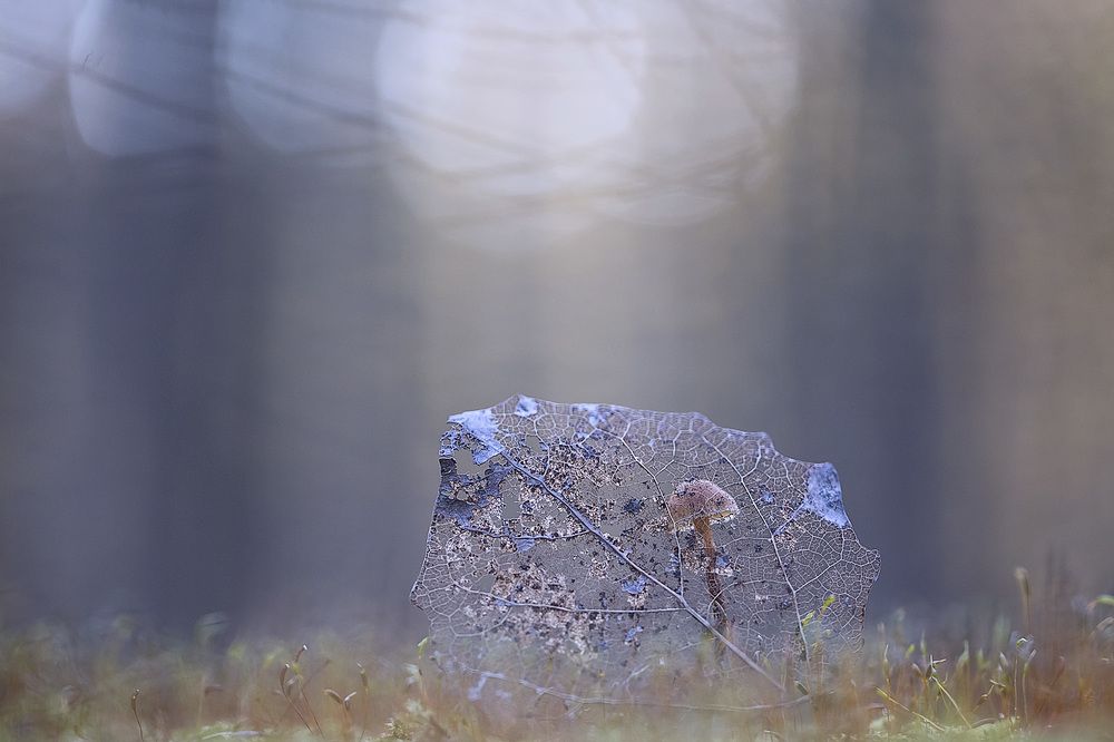 Ажурная осень