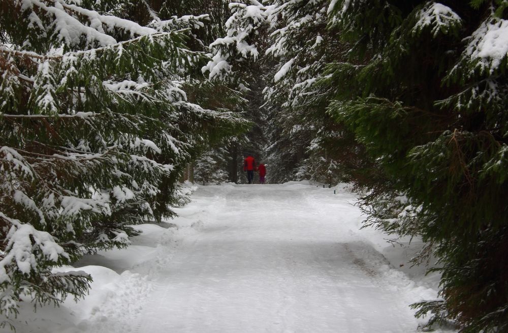 Прогулка в зимнем лесу