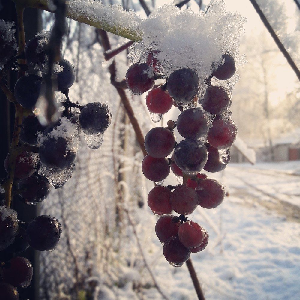 Виноград