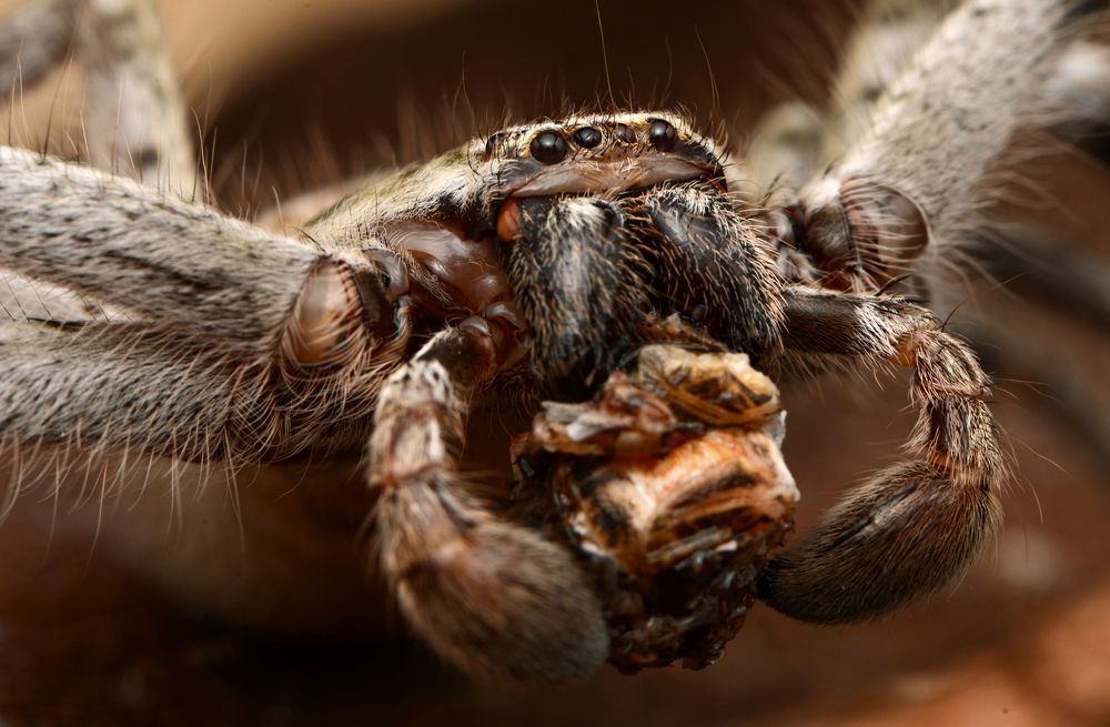 Holconia morraensis with prey