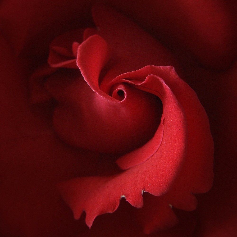 Photograph by Анастасия Бабенко