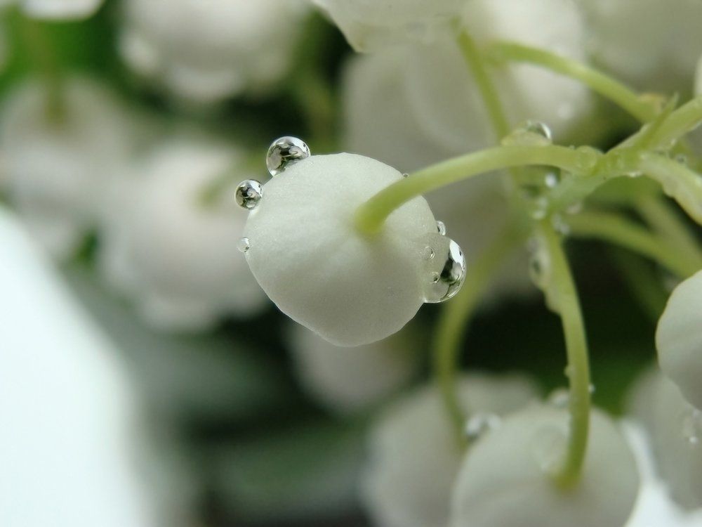 Photograph by Анастасия Бабенко